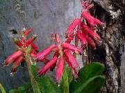 Lachenalia pendula